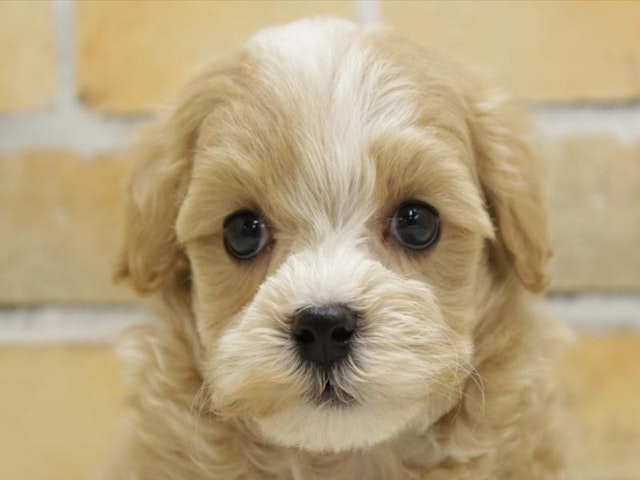 2024年2月4日生まれのハーフ犬の1枚目の写真